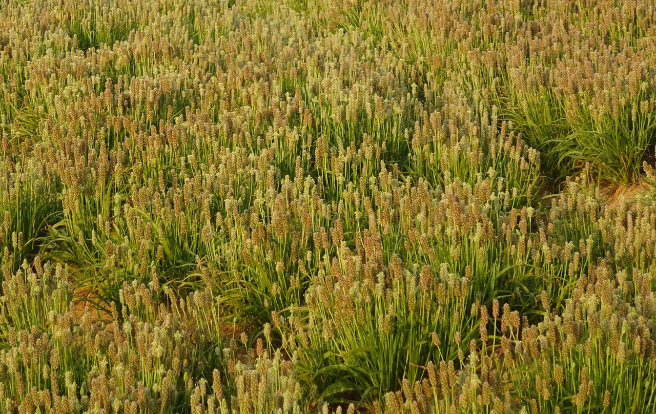 Psyllium